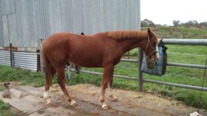 Widgey the wonder pony