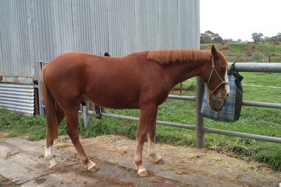 Widgey the wonder pony
