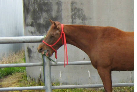 Whats Happening Down on the Farm