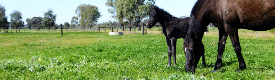 Viewhill Australian Stock Horses