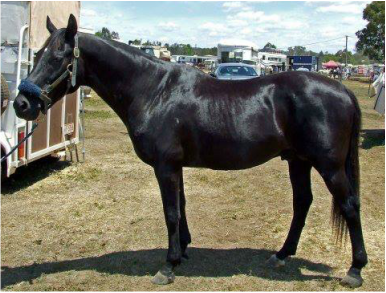 SIRE - DOGWOOD COMET. (Pictured here at 23 years old) Sire of STONEAGE BEACON, BOONARA MENTOR, HAZELWOOD CONMAN, HAZELWOOD LEX, KEEWONG COMBAT, HAZELWOOD ADVICE