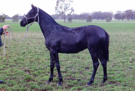 Young Stock
