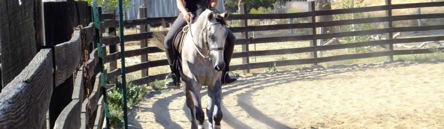 Reference Horses