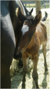 2015 FOALS HAVE ARRIVED!