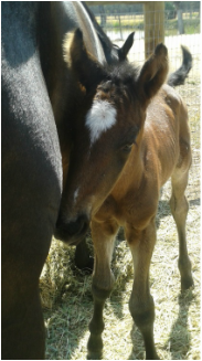 2015 FOALS HAVE ARRIVED!