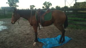 We break in Thoroughbreds too!!