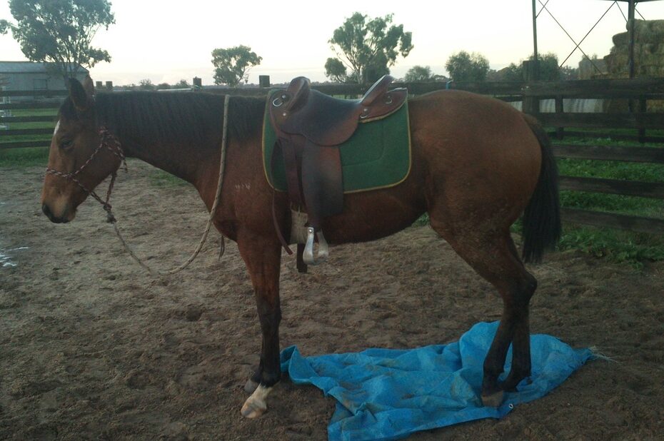 We break in Thoroughbreds too!!