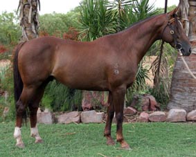 SIRE OF DAM - RIVERVIEW TOPFIRE. FULL BROTHER to RIVERVIEW SNOWY, RIVERVIEW SNOWETTE, RIVERVIEW SNOWMAN.