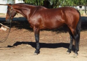 Widgey the wonder pony
