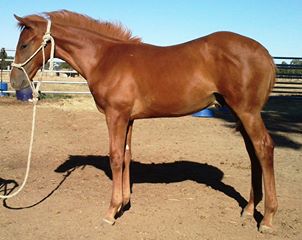 Viewhill Australian Stock Horses