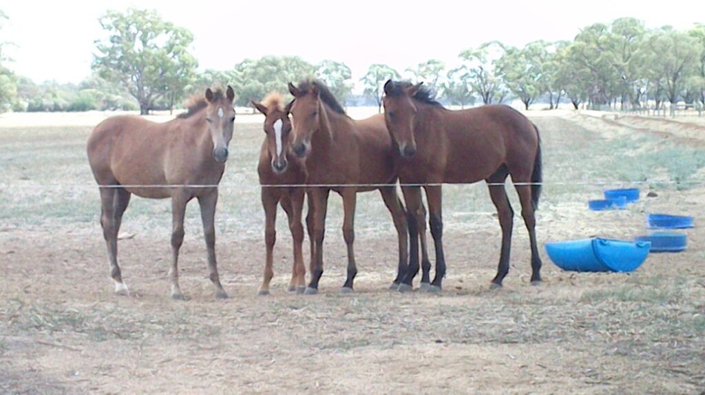 Viewhill Australian Stock Horses