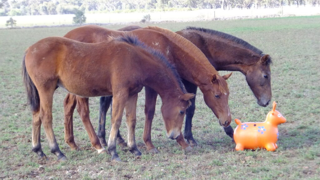 Viewhill Australian Stock Horses