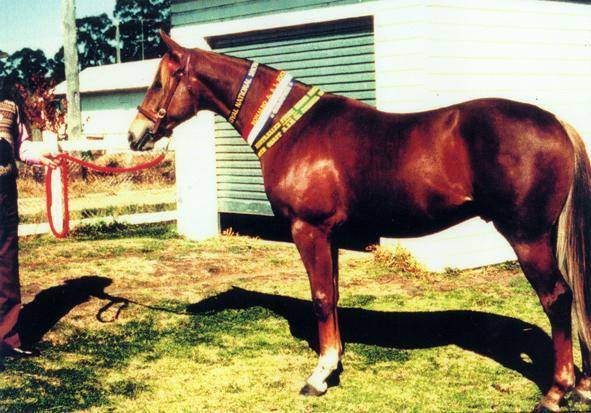 BETTER VIEW GUNFIRE - IS HSH Sire of JINDALEE CASANOVA, ASAR GLITTER, BOORIE CREEK BUSHFIRE, MALLANGANEE POP GUN -HSH, ROSERIDGE RIMFIRE -HSH, SCIENICRIM GUNFIRE