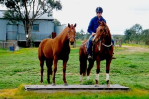 VIEWHILL YOUNG STOCK