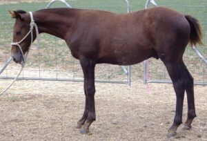 Our Weaners