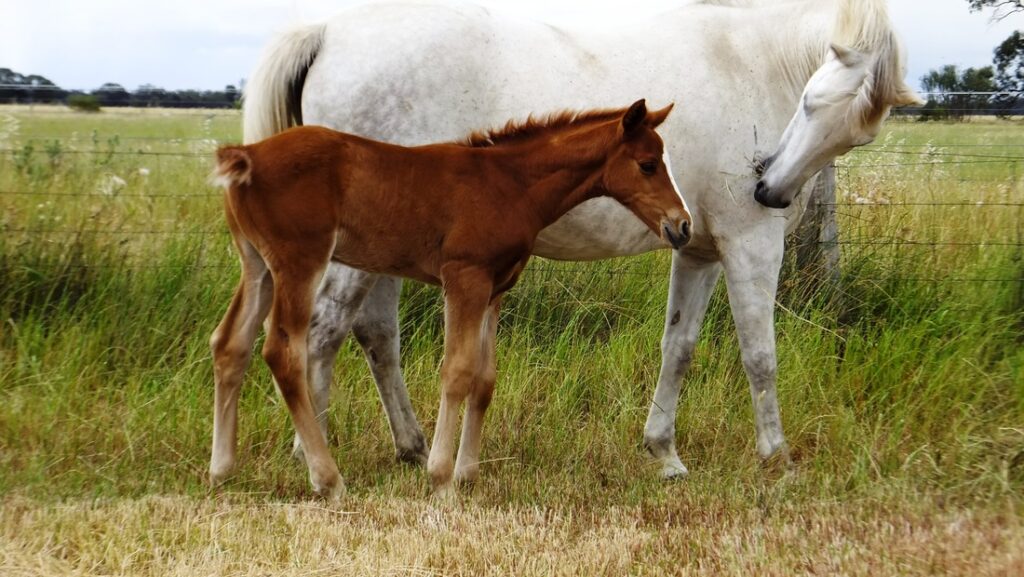 Our 2013 Foals have all arrived!