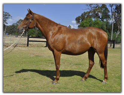 DAM - STONEAGE GLOW. Dam of STONEAGE BEACON and STONEAGE COAL (Brisbane Royal Champion Led Stallion)