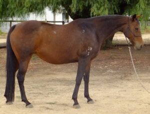 Juniper Berry – TB