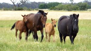 Our 2013 Foals have all arrived!