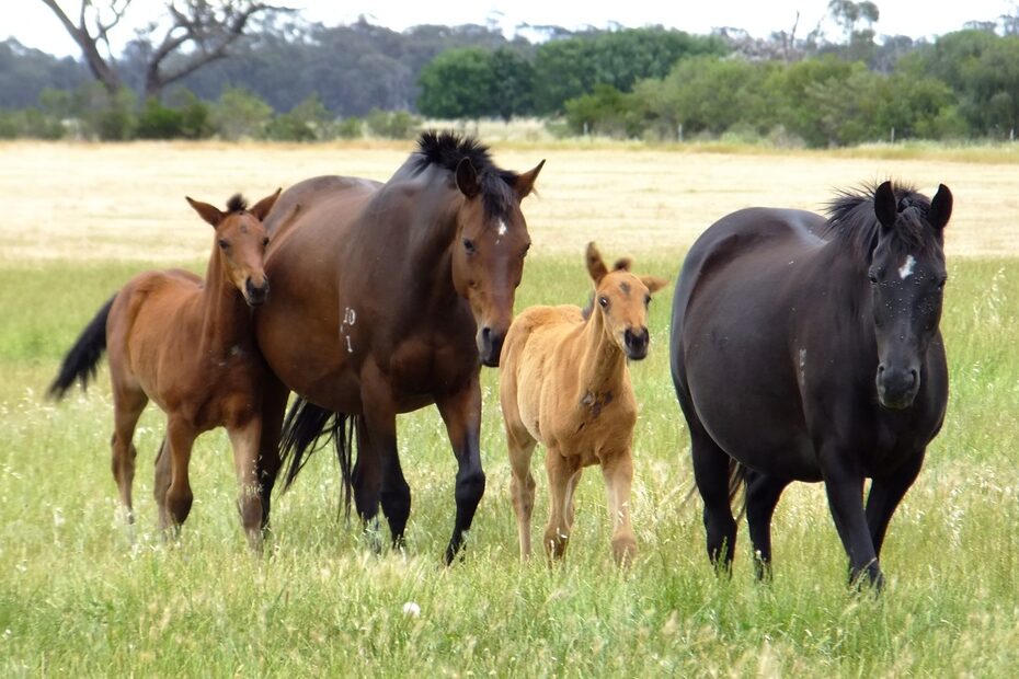Our 2013 Foals have all arrived!