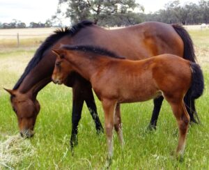 Our 2013 Foals have all arrived!