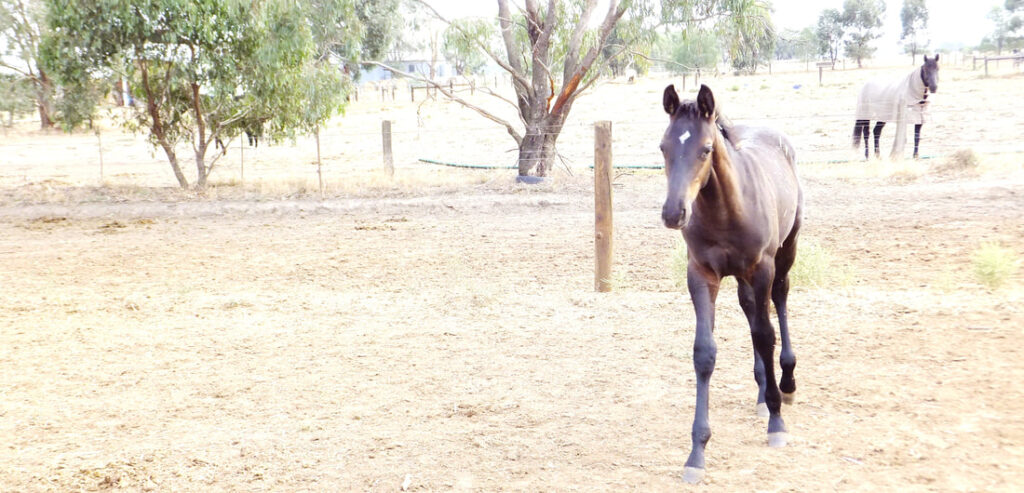Young Stock