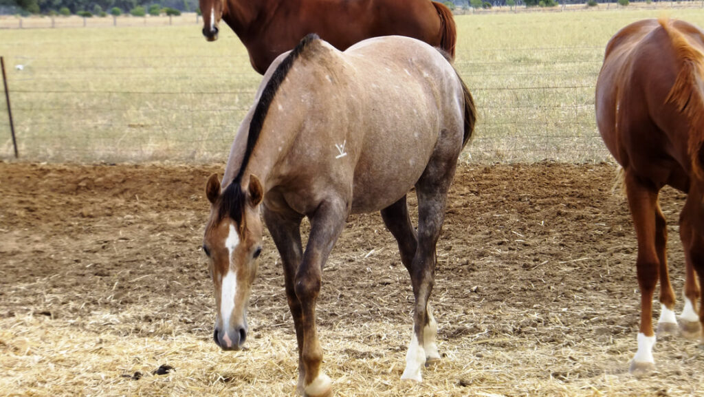 Young Stock
