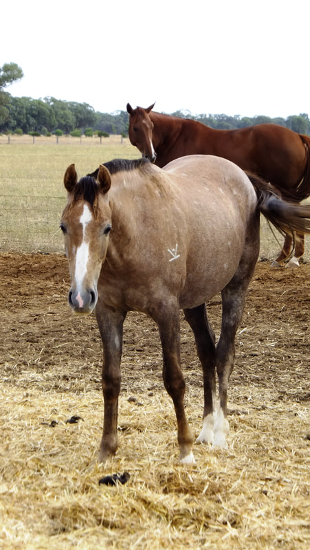 Young Stock